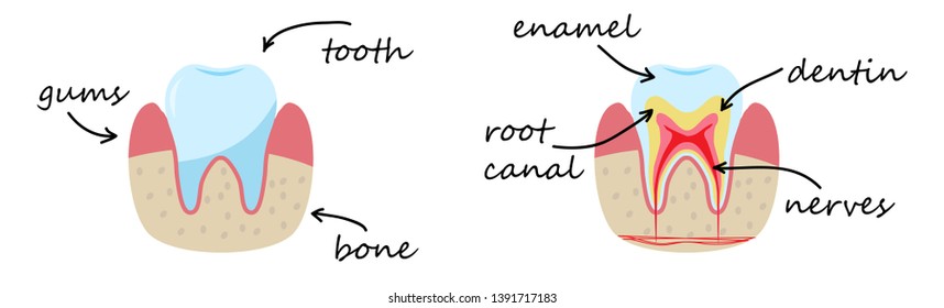 Illustration of the tooth device. Demonstration poster. Gums, bone, enamel, dentin, nerves. Vector illustration isolated on white.