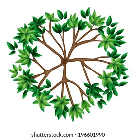 Illustration of a top view of a plant on a white background