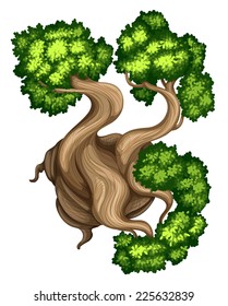 Illustration of a topview of a bristlecone pine tree on a white background 