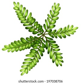 Illustration of a topview of a fern on a white background