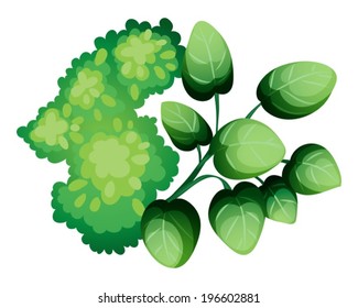 Illustration of a topview of the green leafy plants on a white background