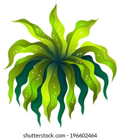 Illustration of a topview of a green plant on a white background