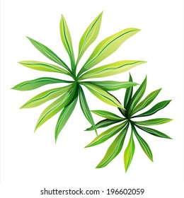 Illustration of a topview of a plant with elongated leaves on a white background