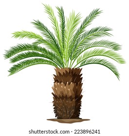 Illustration of a a topview of a sago palm plant on a white background 