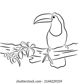 Illustration of toucan bird in black and white. Suitable for children coloring book.
