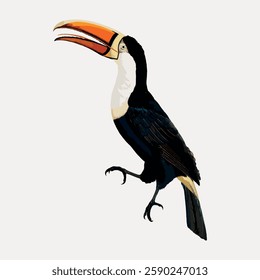 Illustration of a toucan with a large orange beak. The toucan is depicted in profile, showcasing its distinctive beak and black and white plumage. Vintage bird illustration vector.