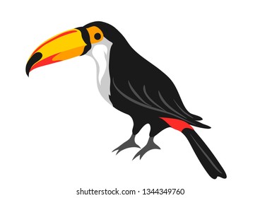 Illustration of toucan. Tropical exotic bird isolated on white background.