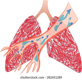 illustration of the trachea and lungs