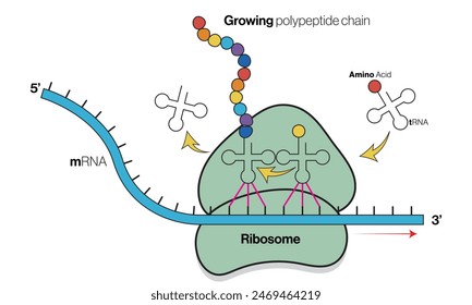 Illustration of Translation Process on White Background Demonstrating Protein Synthesis in Molecular Biology.