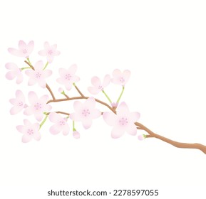 
Illustration of a tree branch with cherry blossoms in full bloom