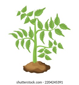 An illustration of tree flat editable vector