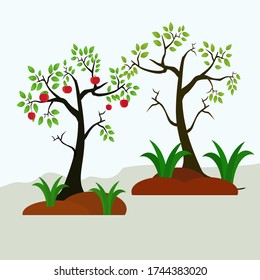 
illustration of a tree in a fruit garden, in a flat style. the Apple tree