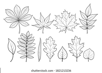 Illustration Tree Leaves Chestnut Maple Ash Stock Vector (Royalty Free ...