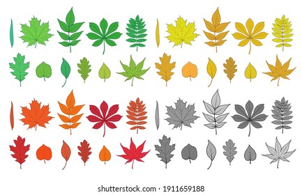 Illustration of tree leaves. Chestnut, maple, ash, birch, oak, willow, rowan, poplar... Colorful leaves, vector illustration.