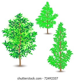Illustration of a tree on a white background. Vector.