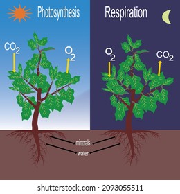 Illustration Tree Photosynthesis Respiration Vector: เวกเตอร์สต็อก