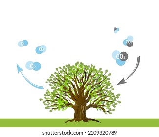 Illustration eines Baumes, der Sauerstoff freisetzt und Kohlendioxid absorbiert, Umweltschutz, indem er eine Billion Bäume auf der Erde anpflanzt. Große grüne Bäume, Eichen, O2- und CO2-Moleküle