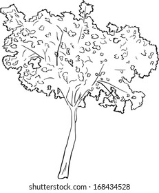 Illustration mit Baumskizze einzeln auf weißem Hintergrund