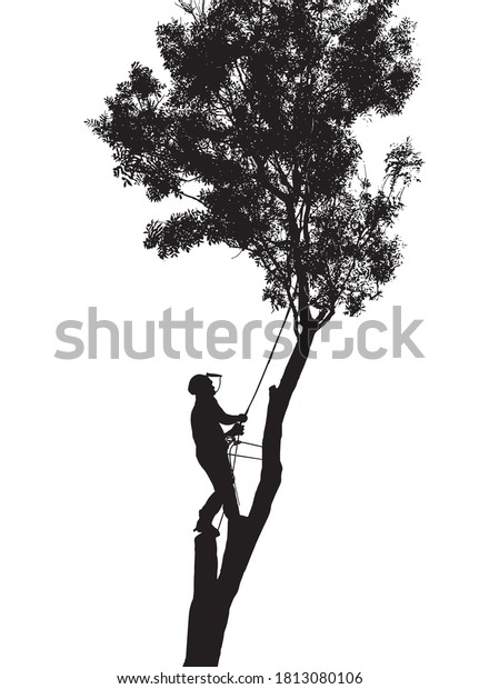 Illustration of a Tree Surgeon or Arborist roped up\
a tall tree