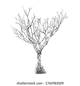 Illustration Tree without leaves hand drawn sketch vector.