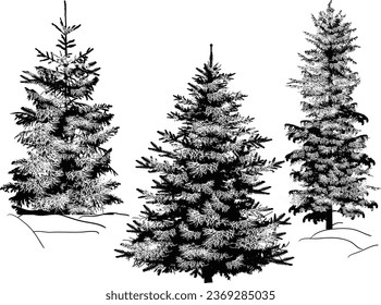 ilustración con árboles aislados en fondo blanco