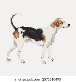 Illustration of a tricolor dog with a curved tail. The dog stands alert, showcasing its white, black, and brown fur. Tricolor dog illustration. Isolated vintage art illustration vector element.