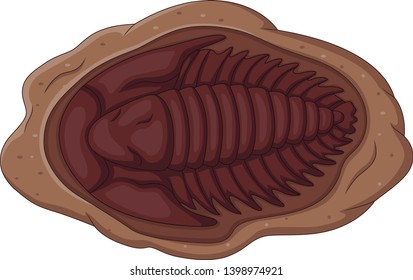 Illustration of trilobite fossil on a white background 