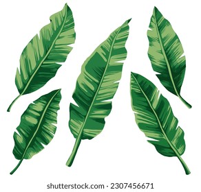 Illustration with tropical banana leaves