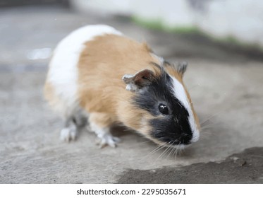 illustration of tropical beautiful cute  animal mammal in nature