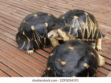 illustration of tropical beautiful turtle in nature
