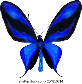 illustration with tropical blue and black butterfly isolated on white background