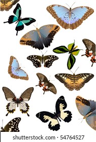 illustration with tropical butterfly background