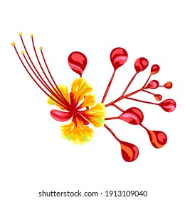 Illustration of tropical caesalpinia flower. Decorative exotic plant.