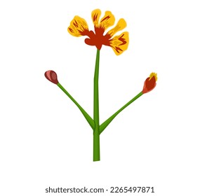 Illustration of tropical caesalpinia flower. Decorative exotic plant.