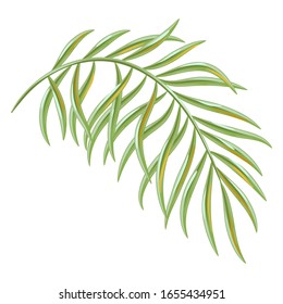 Illustration of tropical coconut palm leaf. Decorative exotic plant.