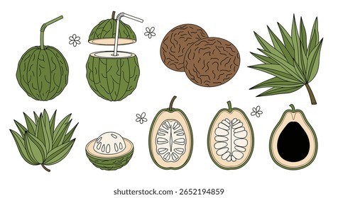 Ilustração de frutas e folhas tropicais mostrando sua variedade deliciosa e beleza natural