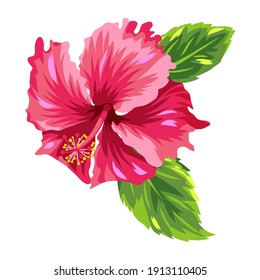 Illustration of tropical hibiscus flower. Decorative exotic plant.