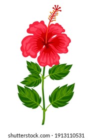 Illustration of tropical hibiscus flower. Decorative exotic plant.