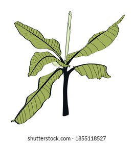 Illustration of tropical leave. Palm tree banana. Coconut tree colored leaves. Isolated on a white background.