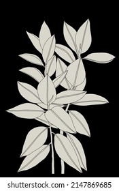 Illustration with tropical leaves of ficus elastica on a black background