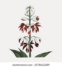 Illustration of a tropical orchid with white and red flowers. Orchid blooms with vibrant petals. Tropical orchid with lush green leaves. Exotic orchid plant. Vintage flower illustration, vector.