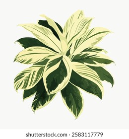 Illustration of a tropical plant with large, variegated green and cream leaves. The plant's lush leaves create a vibrant, tropical feel. Botanical art. Vintage botanical vector illustration.