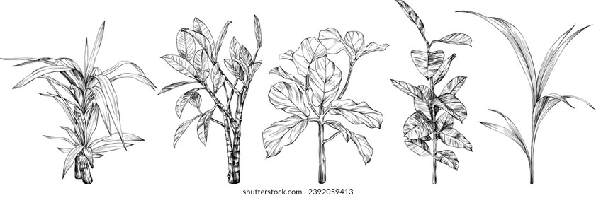 Illustration of a tropical plant set. Hand drawn botanical illustration isolate on white collection.