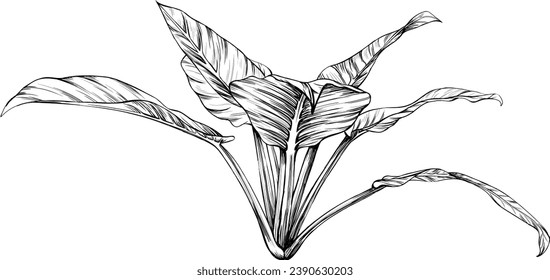 Illustration of a tropical tree. Hand drawn botanical illustration isolate on white.