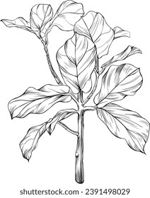 Ilustración de un árbol tropical. Aislamiento de ilustración botánica dibujada a mano sobre blanco.