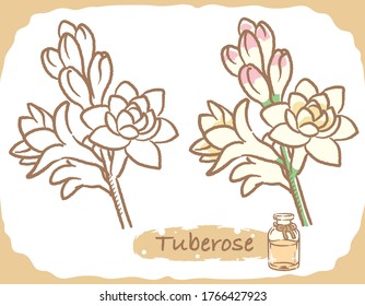 Illustration of tuberose and aromatherapy bottle. Vector illustration.