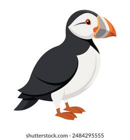 Illustration of a Tufted Puffin on white