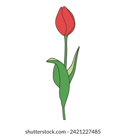 Illustration of tulip in bud red vector