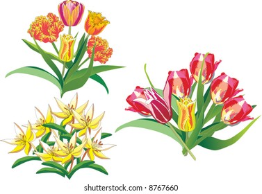 illustration with tulip decoration isolated on white background