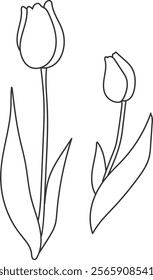 An illustration of a  tulip with distinctive hand drawn lines